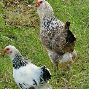 Meet your Posher, Susan